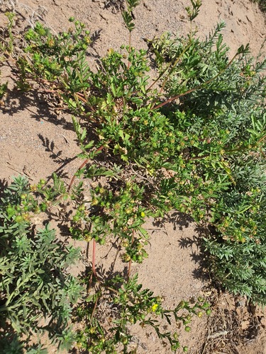 Potentilla desertorum, photograph 5