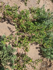 Potentilla desertorum, photograph (c) Urgamal Magsar, some rights reserved (CC BY)