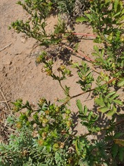 Potentilla desertorum, photograph (c) Urgamal Magsar, some rights reserved (CC BY)