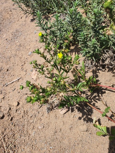 Potentilla desertorum, photograph 2