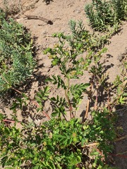 Potentilla desertorum, photograph (c) Urgamal Magsar, some rights reserved (CC BY)