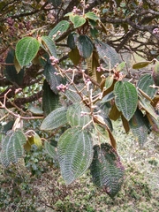 Miconia pustulata