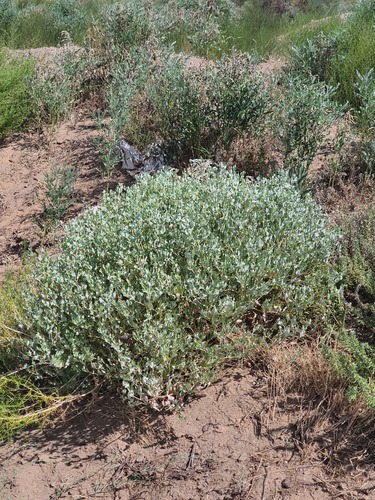 Atriplex sibirica, photograph 6