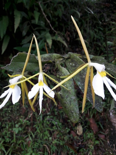 Epidendrum nocturnum