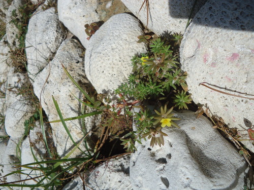 Portulaca halimoides