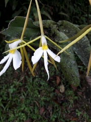 Epidendrum nocturnum