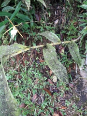 Epidendrum nocturnum