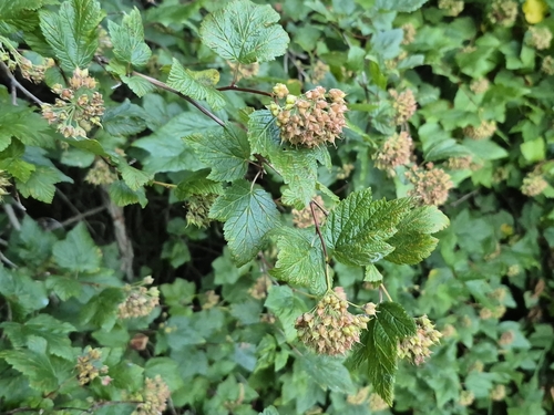 Physocarpus capitatus