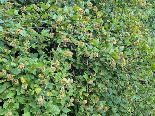Physocarpus capitatus