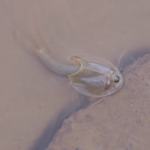Asian Tadpole Shrimp