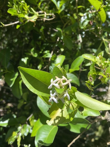 Ixora triantha observed 2025-08-13