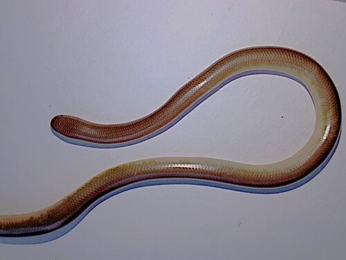 Cuming's Blind Snake