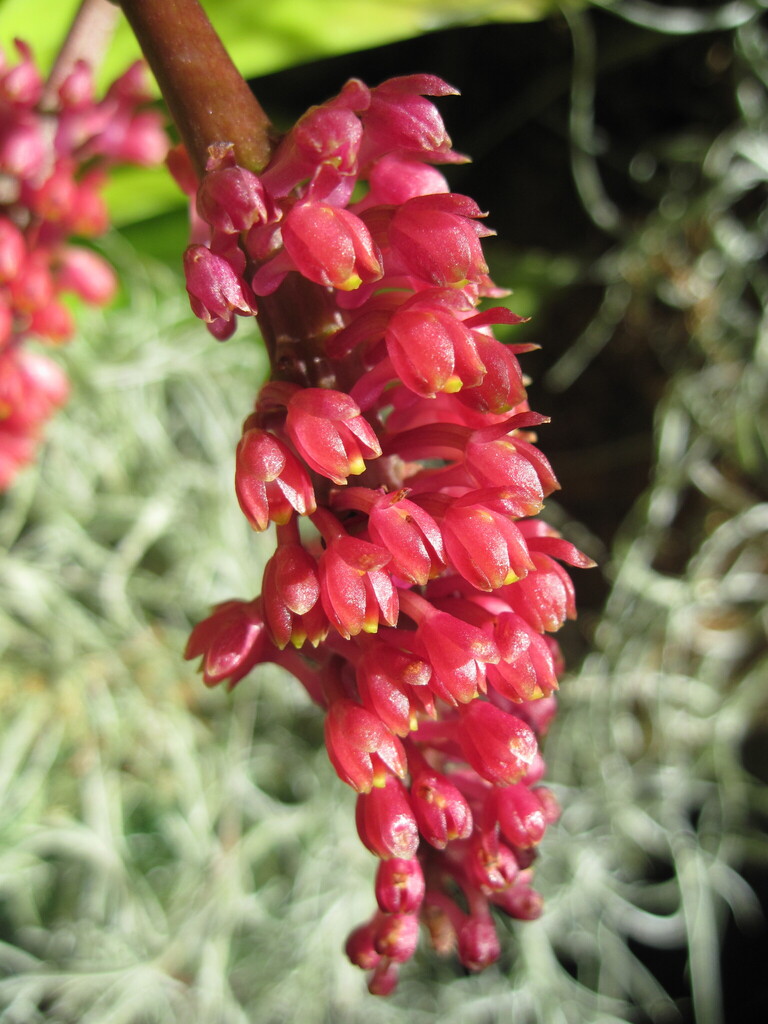 Robiquetia bertholdii