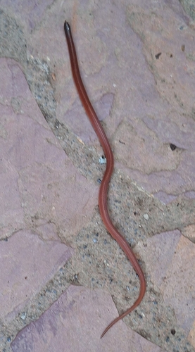 Newmans' Earth Snake