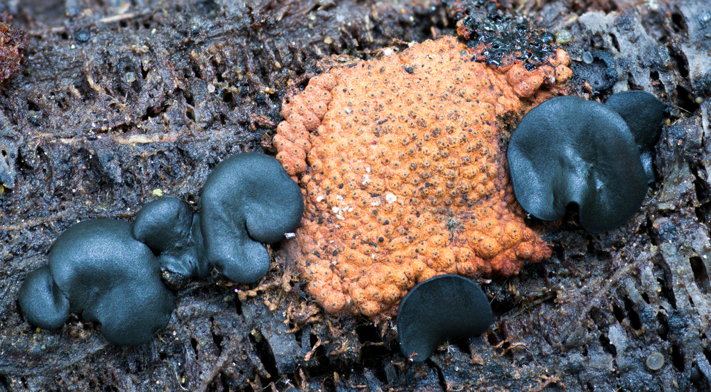 Ionomidotis olivascens