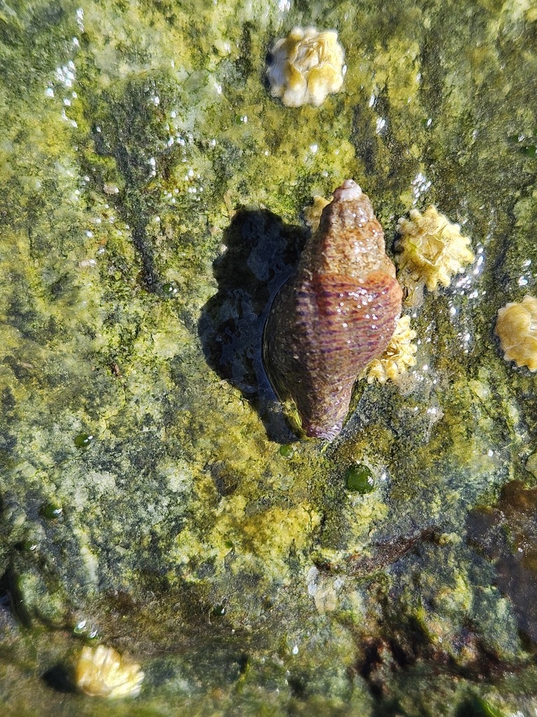 Dwarf Lurid Triton