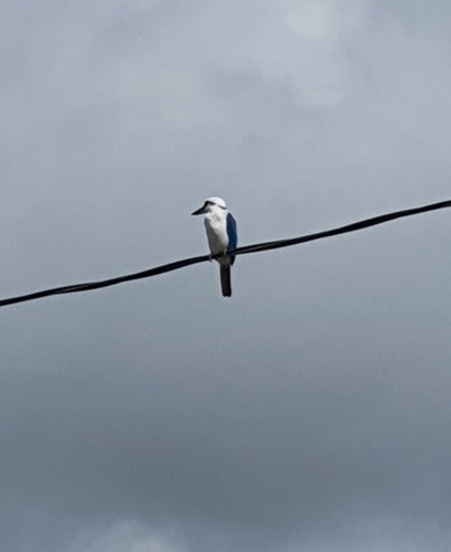 Mariana Kingfisher (Todiramphus albicilla), photo 8