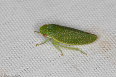 Rugosana querci
