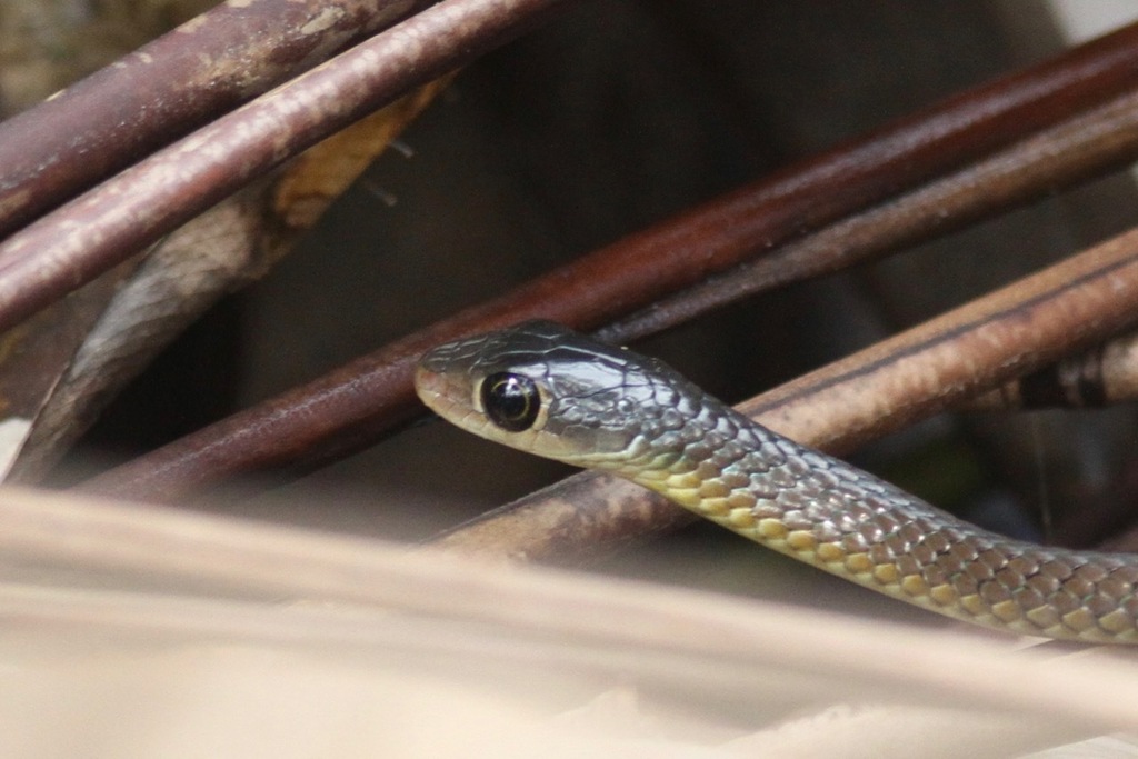 Emerald Green Snake