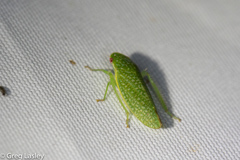 Rugosana querci