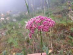 Pimpinella rhodantha, photograph (c) Serdar Ölez, some rights reserved (CC BY-SA)