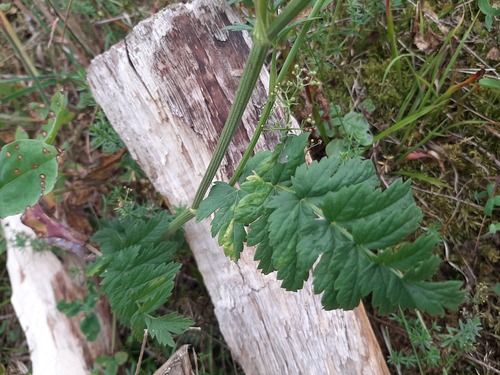 Pimpinella rhodantha, photograph 6