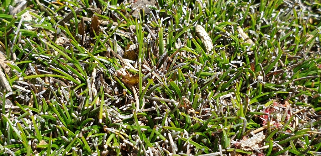 matted bog-rush