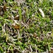 Schoenus breviculmis - Photo (c) Andrew Thornhill, algunos derechos reservados (CC BY), subido por Andrew Thornhill