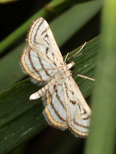 Chestnut-marked Pondweed Moth photo 5