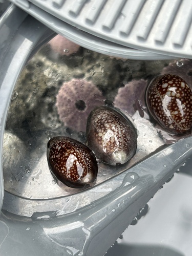 Cypraea caputserpentis observed 2025-08-11