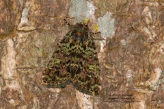 Mionides lichenea