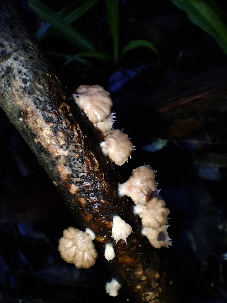 Schizophyllum commune · August 2025 · photo: © sofiazed1 (iNaturalist, cc-by)