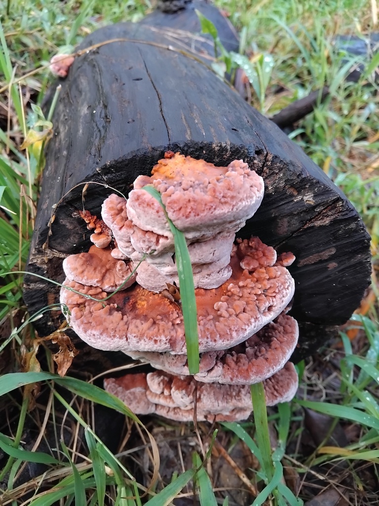 Fomitopsis lilacinogilva · August 2025 · photo: © sofiazed1 (iNaturalist, cc-by)