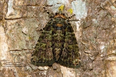 Mionides lichenea