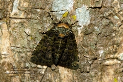 Mionides lichenea