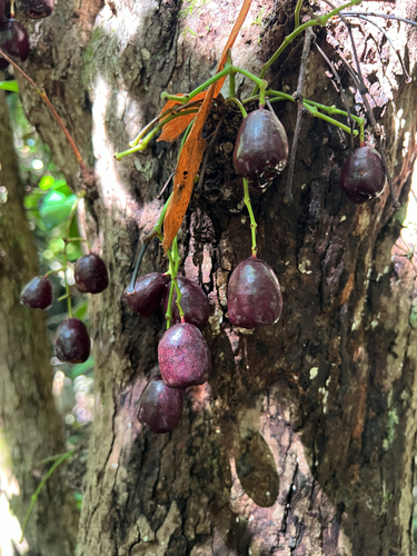 Syzygium thompsonii observed 2025-08-13