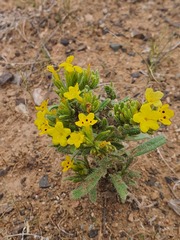 Arnebia guttata, photograph Urgamal Magsar, CC BY, iNaturalist via GBIF