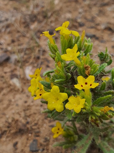 Arnebia guttata, photograph 3