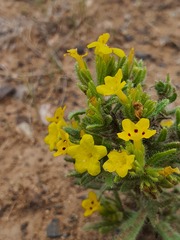 Arnebia guttata, photograph Urgamal Magsar, CC BY, iNaturalist via GBIF