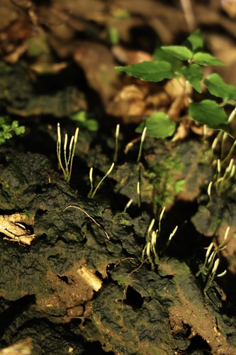 Pogonatum spinulosum