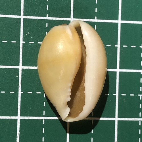 Gold Ring Cowry