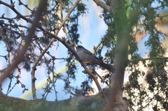 Xenospingus concolor