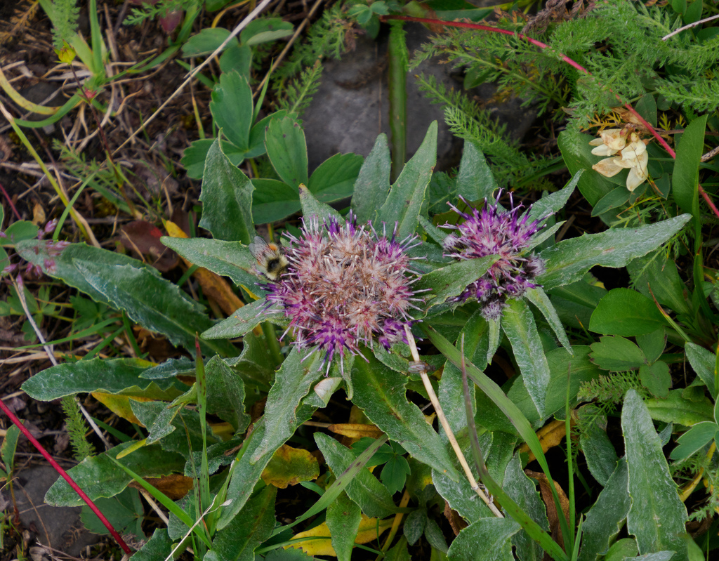 Saussurea nuda; photograph (c) Alan Covington, some rights reserved (CC BY)