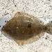 Fringed Flounder - Photo (c) fishhunter, some rights reserved (CC BY-NC)