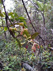 Macleania