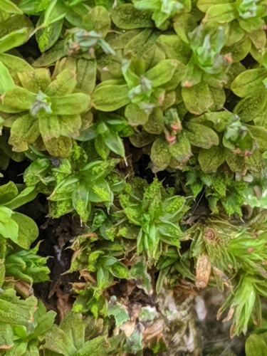 Syntrichia papillosa