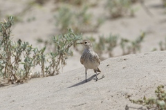 Geositta cunicularia