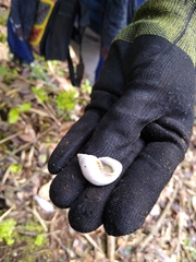 Drymaeus subsemiclausus