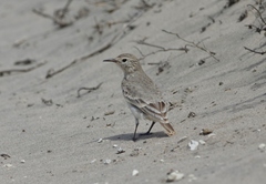 Geositta cunicularia