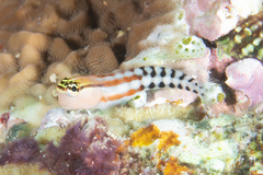 Ecsenius fijiensis